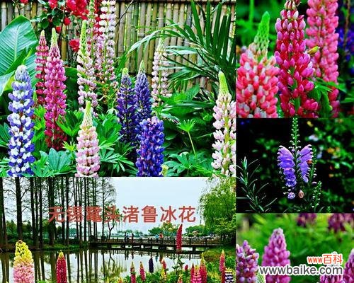 香气四溢的藿香 藿香的花语与传说