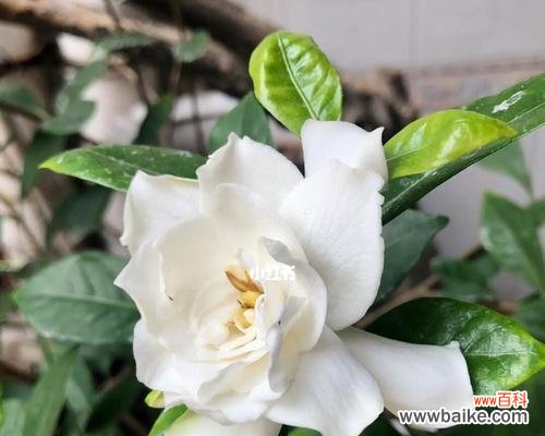 打造花园中的栀子花海 栀子花之养护心得