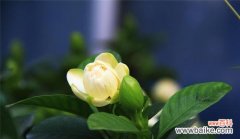 追寻纯净之美 栀子花