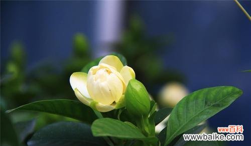 追寻纯净之美 栀子花