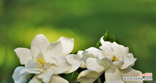 追寻纯净之美 栀子花