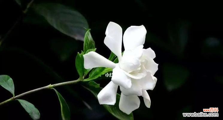 传递希望与美好的栀子花 栀子花的花语与象征