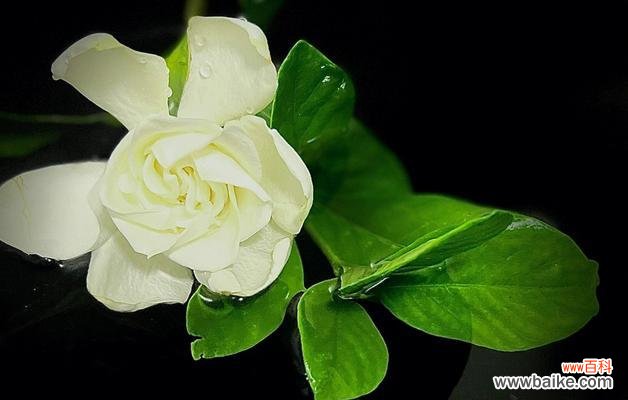 传递希望与美好的栀子花 栀子花的花语与象征