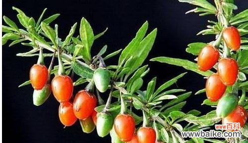 揭开枸杞之花神秘的面纱 枸杞之花