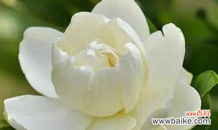 以栀子花为主题的诗歌与传说 栀子花