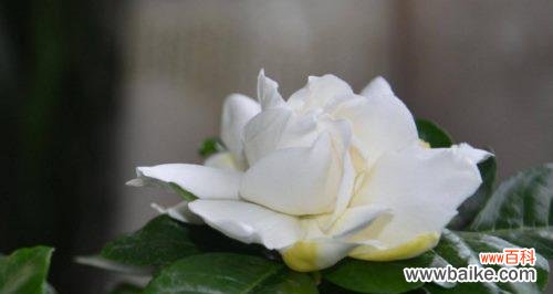 以栀子花为主题的诗歌与传说 栀子花