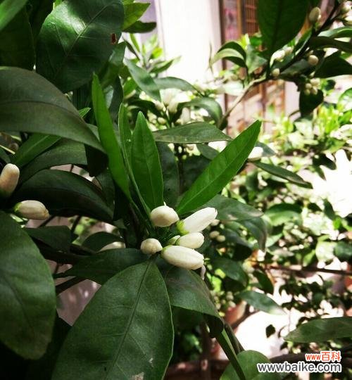 探究橘子花的意义和象征 橘子花