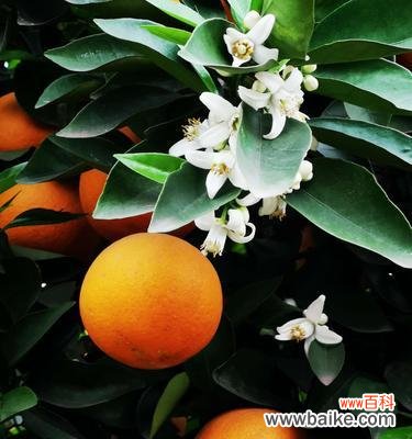 探究橘子花的意义和象征 橘子花