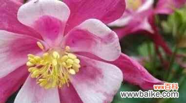 绽放在土地上的奇迹 以耧斗菜的花语和传说故事——希望与坚持