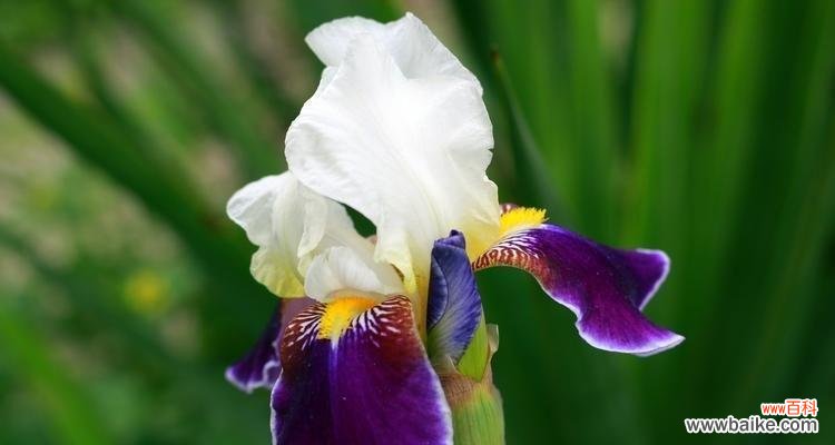 鸢尾花花语与生活中的意义 鸢尾花的花语