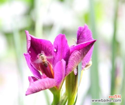 鸢尾花花语与生活中的意义 鸢尾花的花语