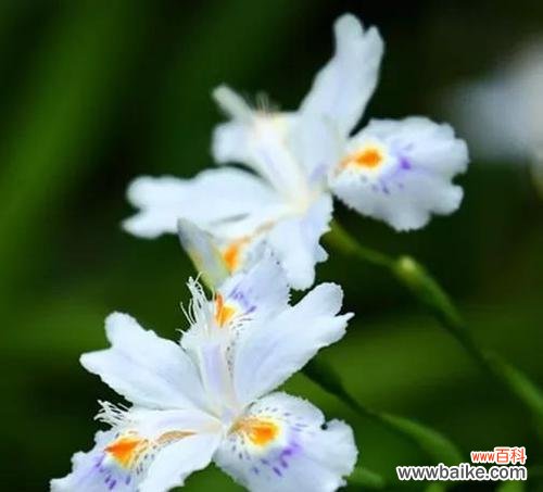 鸢尾花花语与生活中的意义 鸢尾花的花语