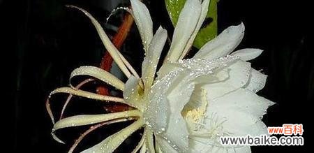 探寻昙花开放的奇迹及其潜在意义 昙花开的预兆与象征意义