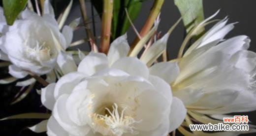 探寻昙花开放的奇迹及其潜在意义 昙花开的预兆与象征意义