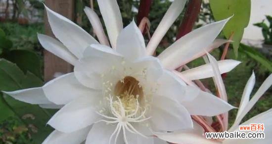 昙花花语的象征意义及其传承 昙花之美