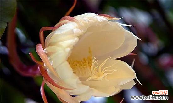 昙花花语的象征意义及其传承 昙花之美