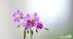 以酢浆草的美丽与神秘 酢浆草之花语与寓意