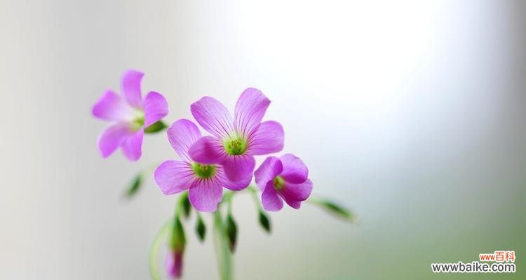 以酢浆草的美丽与神秘 酢浆草之花语与寓意