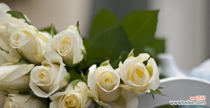 24朵玫瑰代表什么 24朵玫瑰的花语及象征意义