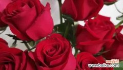 传递爱与热情的鲜花之语 20朵红玫瑰的花语