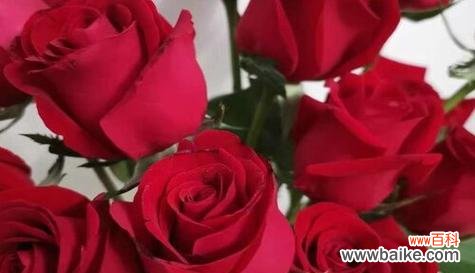 传递爱与热情的鲜花之语 20朵红玫瑰的花语