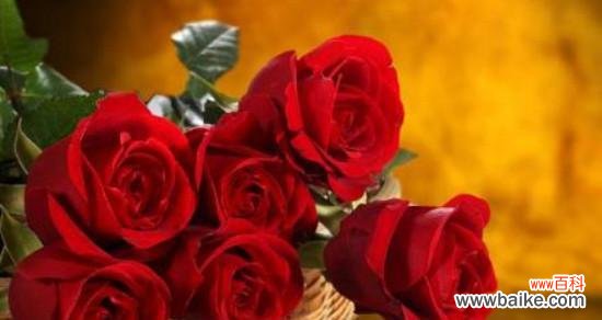 传递爱与热情的鲜花之语 20朵红玫瑰的花语