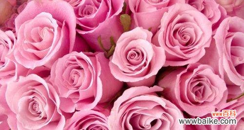 浪漫爱情的表白与承诺 玫瑰花语之33朵玫瑰的深情意义