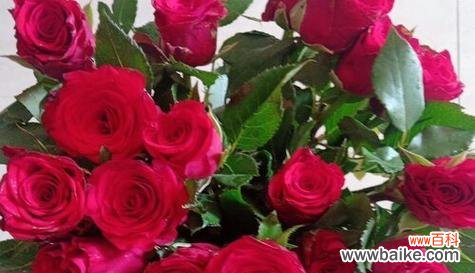 探寻80朵玫瑰花的浪漫背后 80朵玫瑰花花语的意义