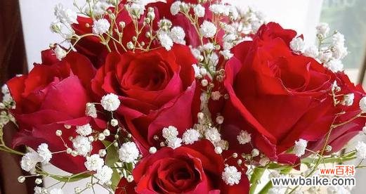 解读75朵玫瑰花背后的情感密码 深情厚意，玫瑰花的花语之谜