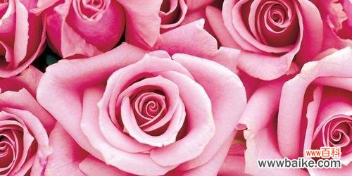 探寻93朵玫瑰花所传递的浪漫和深情 玫瑰花的花语之谜