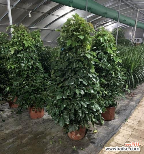 探寻八方来财树开花的含义 以八方来财树开花，预示着什么