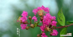 解读安阳市花紫薇花的文化内涵 安阳市花紫薇花的象征意义