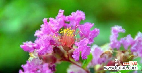 解读安阳市花紫薇花的文化内涵 安阳市花紫薇花的象征意义
