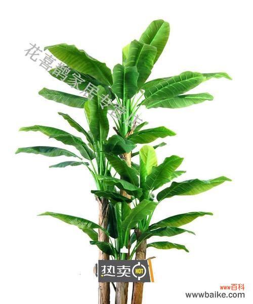 探索芭蕉树在风水中的重要性和象征意义 芭蕉树的风水作用与寓意