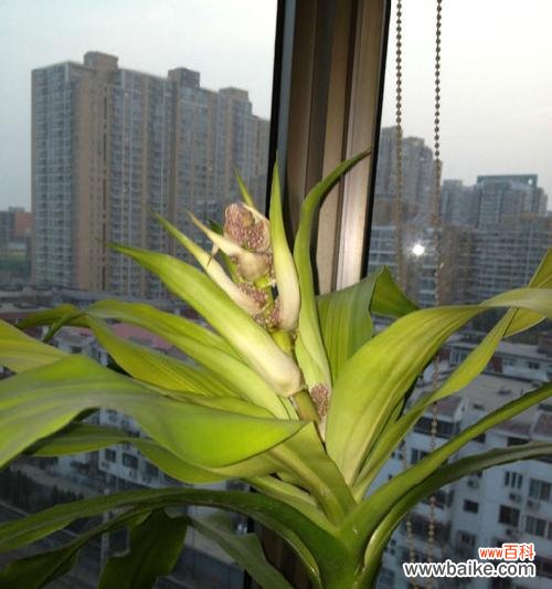 探索巴西木花的美丽与含义 以巴西木花语和寓意