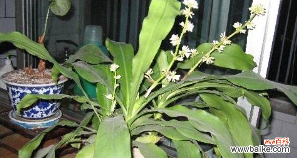 探索巴西木花的美丽与含义 以巴西木花语和寓意