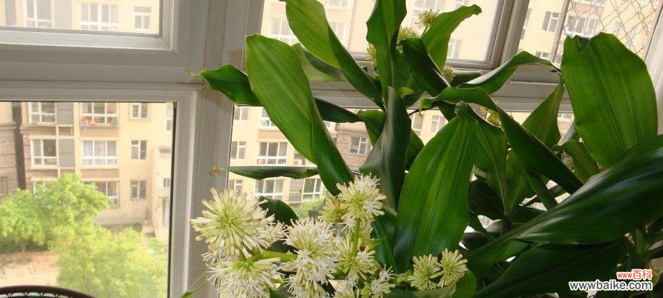 探索巴西木花语的意义及其象征 以巴西木的花语和寓意