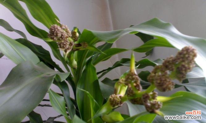 探索巴西木花语的意义及其象征 以巴西木的花语和寓意