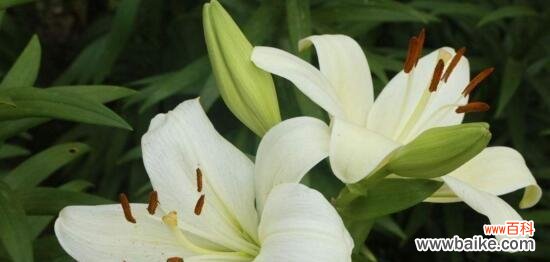 探寻白百合花的深层内涵 白百合花的花语与意义