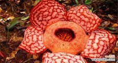 探索霸王花的开花奇迹与花语传承 霸王花的盛放时刻与美丽寓意