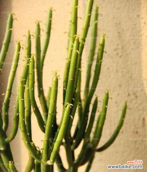 揭秘霸王鞭的神奇能量与摆放要点 霸王鞭的风水寓意与摆放位置