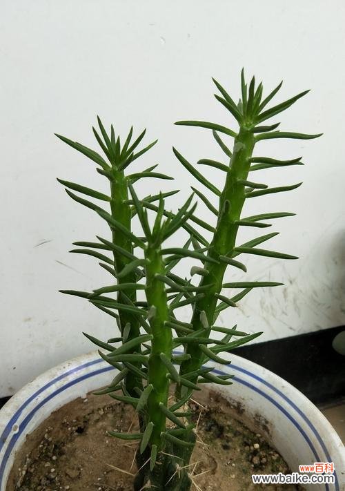 揭秘霸王鞭的神奇能量与摆放要点 霸王鞭的风水寓意与摆放位置