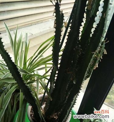 揭秘霸王鞭的神奇能量与摆放要点 霸王鞭的风水寓意与摆放位置