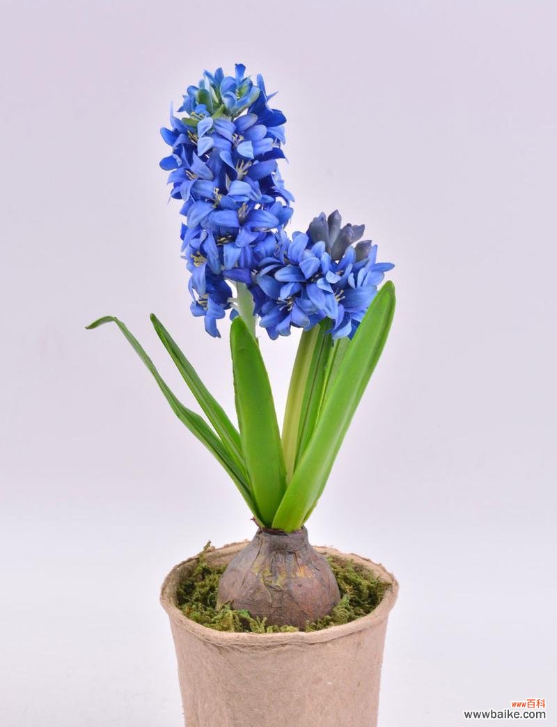 了解白风信子花语 白风信子花语及其代表意义