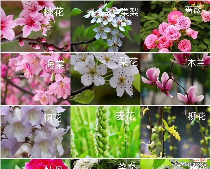 了解白风信子花语 白风信子花语及其代表意义