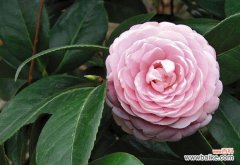 探寻白茶花背后的意义和象征 白茶花的花语和寓意