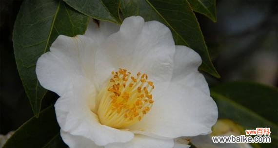 探寻白茶花背后的意义和象征 白茶花的花语和寓意