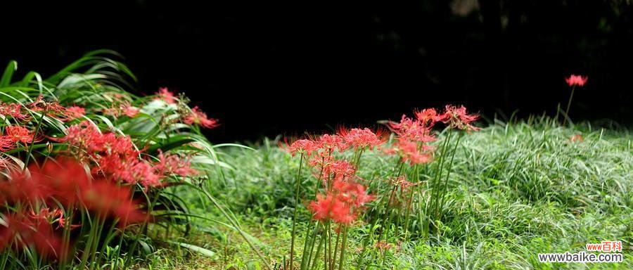 白彼岸花代表的神秘与生命的延续 白彼岸花的象征意义及内涵解析