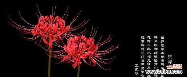 白彼岸花代表的神秘与生命的延续 白彼岸花的象征意义及内涵解析