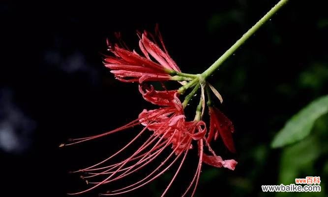 白彼岸花代表的神秘与生命的延续 白彼岸花的象征意义及内涵解析